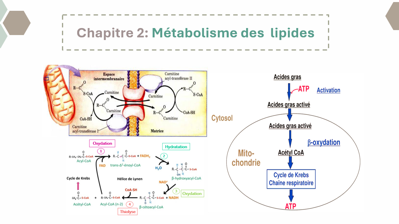 Métabolisme des lipides